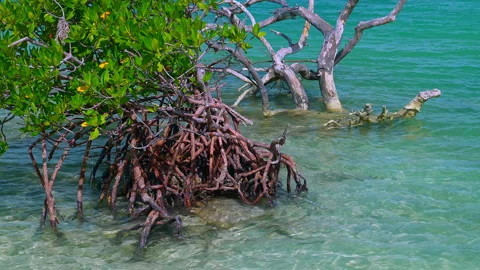 MANGROVE ON SEA Video stock 162974327