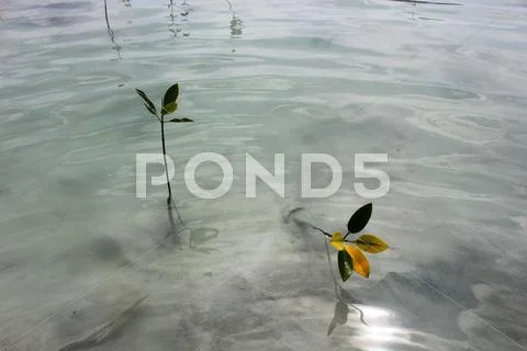 Mangrove seed in Beach of Pari Island Stock Photos