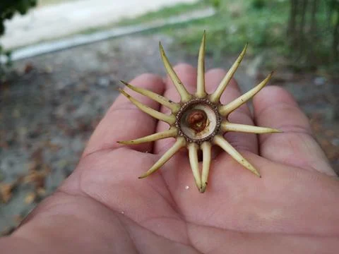 Mangrove seed 스톡 사진