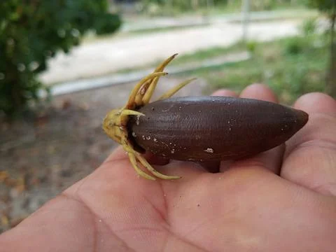 Mangrove seed 스톡 사진