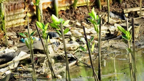 Mangrove Seedling Growing in a Polluted Environment with Plastic Waste Stock Footage 327969008