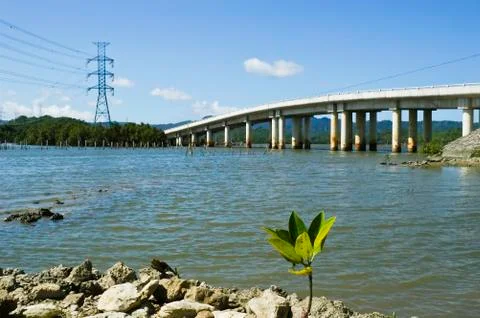 Mangrove seedling Stock Photos