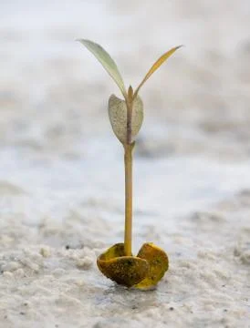 Mangrove seedling Stock Photos