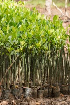 Mangrove seedlings Stock Photos