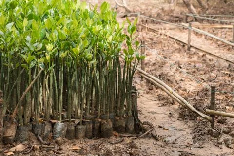 Mangrove seedlings Stock Photos