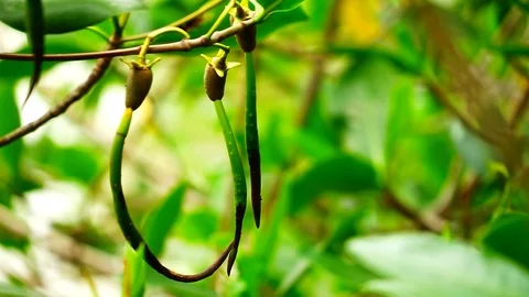 Mangrove seeds Stock Footage 126168254