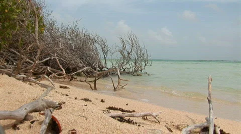 Mangrove shrub &amp; beach Stock Footage 95095