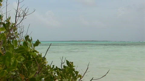 Mangrove shrub &amp; ocean Stock Footage 95086