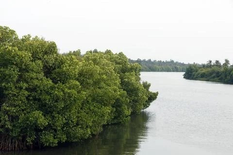 Mangrove is a shrub or tree that grows mainly in coastal saline or brackish.. Stock Photos
