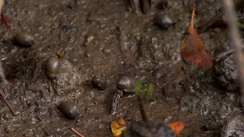 Mangrove Snails Crawling Across Mud at Low Tide Stock Footage 340960980