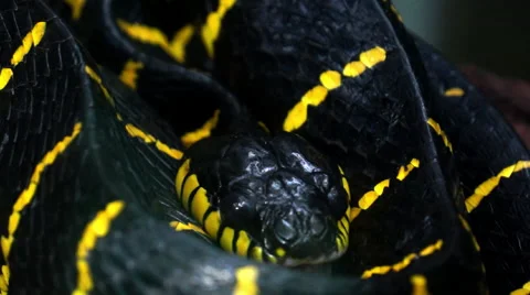 "Mangrove Snake" or "Yellow Ringed Cat Snake" or "boiga-dendrophila". Stock-Footage 61364458