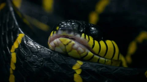 "Mangrove Snake" or "Yellow Ringed Cat Snake" or "boiga-dendrophila". Stock Footage 61440311