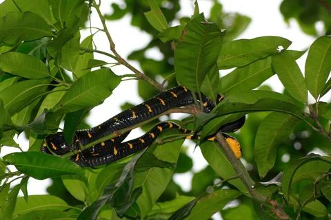 Mangrove snake in a tree Stock Photos