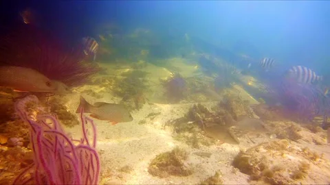 Mangrove Snapper and Sheepshead Schooling in Tarpon Springs Florida Stock Footage 336669074