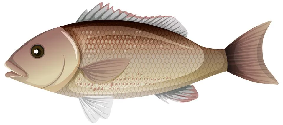 Mangrove Snapper or Gray snapper in cartoon style on white background Illustrazione stock