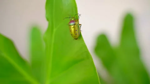 Mangrove Stink Bug on the Leaf Video stock 159706922