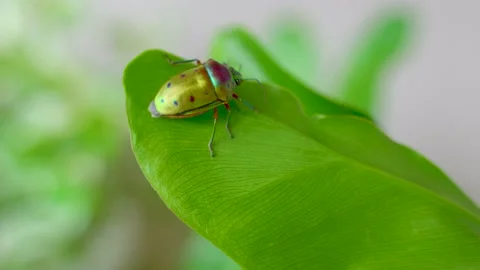 Mangrove Stink Bug on the Leaf Stock Footage 159707012