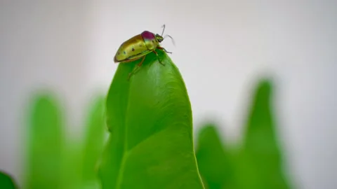 Mangrove Stink Bug on the Leaf Stock Footage 159708196
