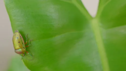 Mangrove Stink Bug on the Leaf Video stock 159708583