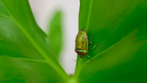 Mangrove Stink Bug on the Leaf Video stock 159708597