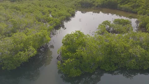 Mangrove Sun Stock Footage 305426394