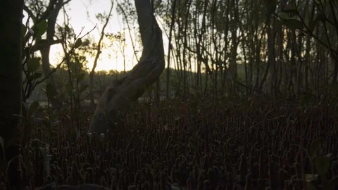 Mangrove Sunset Video stock 136824683