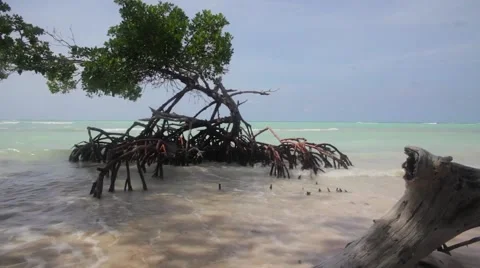 Mangrove swamp in the beach Video stock 42464716