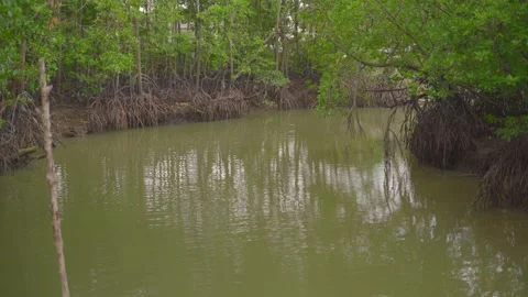 Mangrove Swamp Video stock 158245366