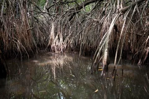 Mangrove tangle Stock Photos