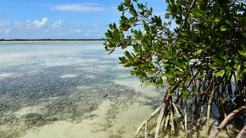 Mangrove Time lapse Video stock 77774862