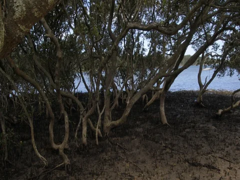 Mangrove time lapse trees tide in marine estuaries tidal mud flat Video stock 74367029