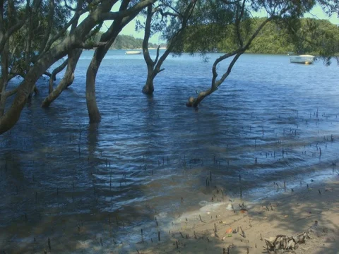 Mangrove time lapse trees tide in marine estuaries tidal mud flat Vidéo 74374844