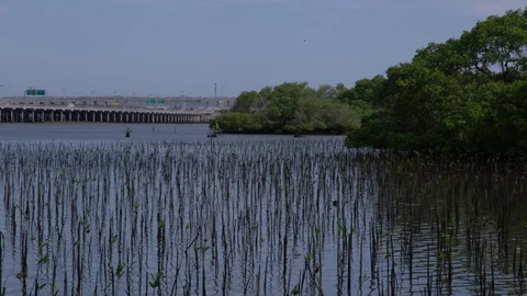Mangrove Timelaspe. Stock Footage 75145848