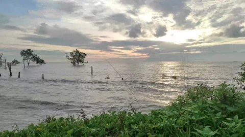 Mangrove Tree and Ocean Waves at Kelanang Beach, Malaysia Video stock 323914173