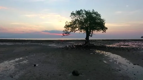 Mangrove tree and sunset sky Stock Footage 131663918