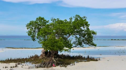 Mangrove Tree on the Beach Stock Footage 51529454
