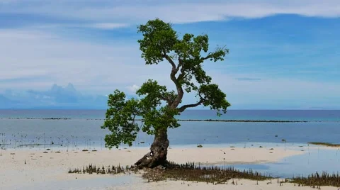 Mangrove Tree on the Beach Stock Footage 51537290