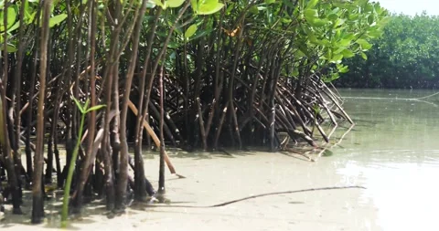 Mangrove tree on the beach. Vídeo Stock 198517800