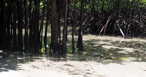 Mangrove tree on the beach. Video stock 198520120