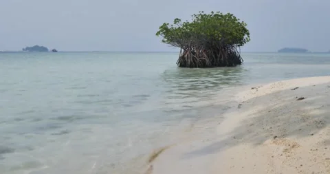 Mangrove tree on the beach Vídeo Stock 198634381