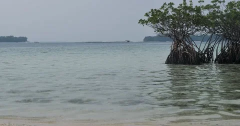 Mangrove tree on the beach Vídeo Stock 198675366