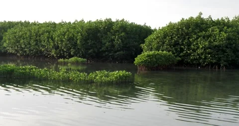 Mangrove tree on the beach Vídeo Stock 198679723
