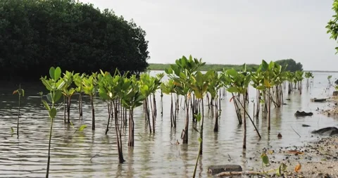 Mangrove tree on the beach Vídeos de archivo 198681958