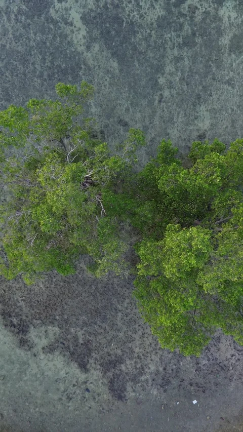Mangrove Tree on the Beach Video stock 260589916