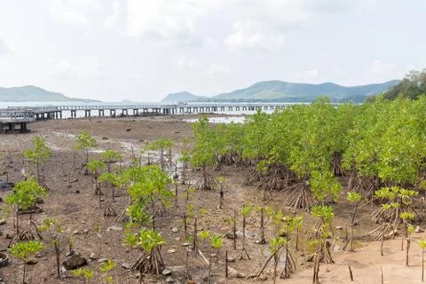 Mangrove tree on the beach Stock Photos