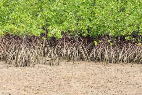 Mangrove tree on the beach Stock Photos