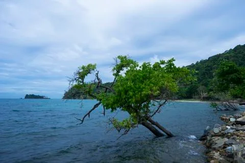 Mangrove Tree on the Beach Stock Photos