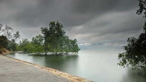 Mangrove tree by the beach Foto stock