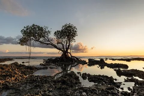 Mangrove tree at the coast Stock Photos