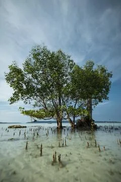 Mangrove tree at the coast Stock Photos